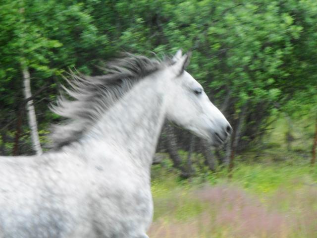 Gruzinek.
