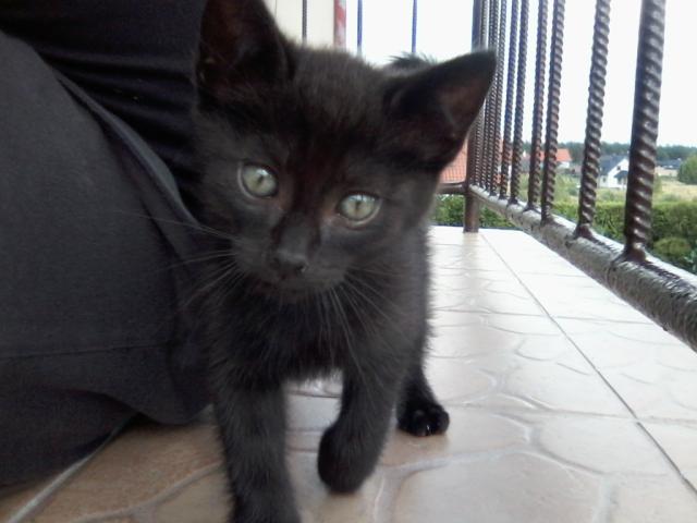 Wpis irannom