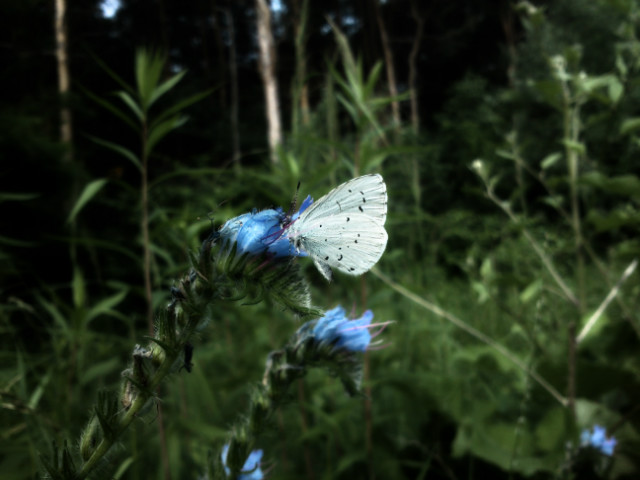 Motyl
