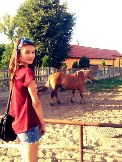 horse 
