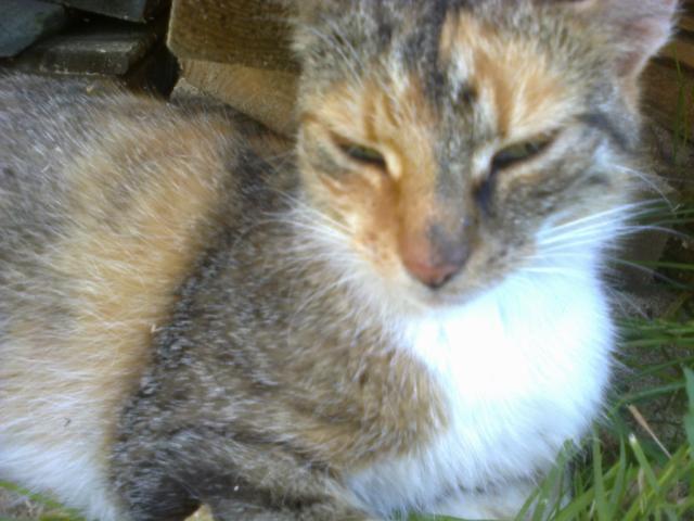 Mrrr < 3 xd.  Moja pikna.