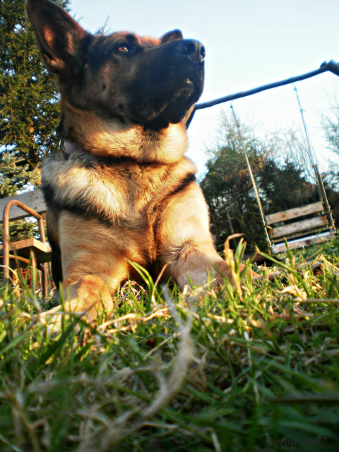 Borys