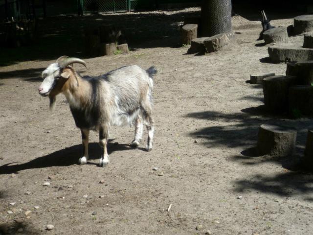 Dziwna cykliczno.