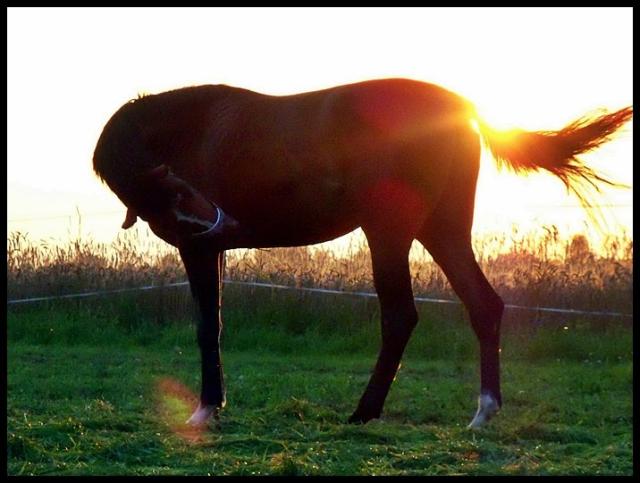 Wpis horses6