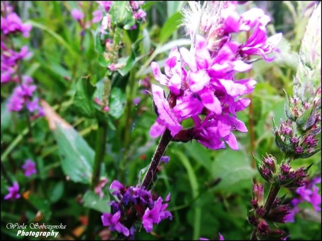 Wpis wiolaxphotography