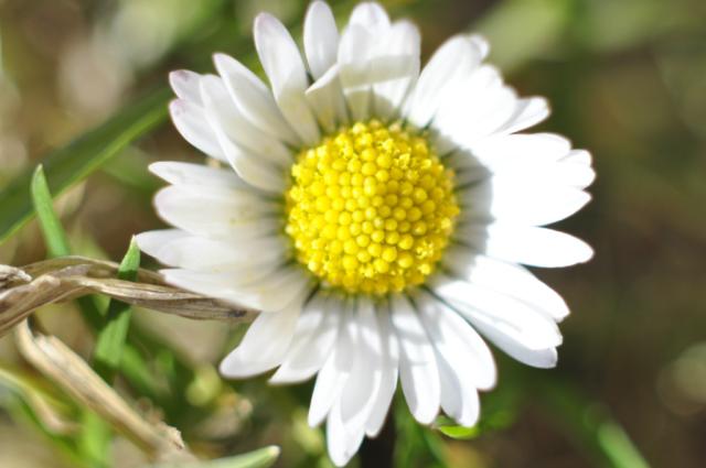 Wpis antoniopanteras