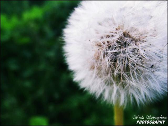 Wpis wiolaxphotography