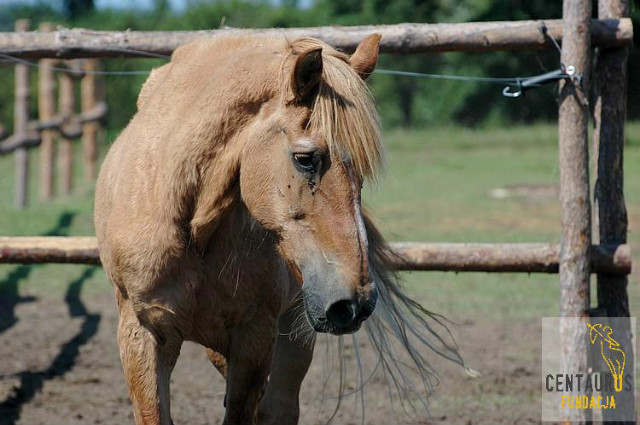 Wpis adoptujkoniecentaurus