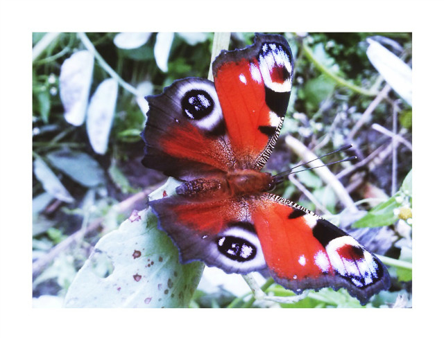 butterfly