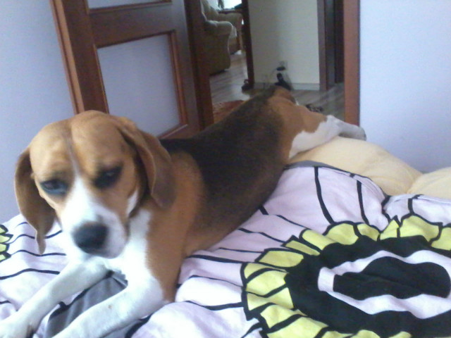 #piesek#beagle