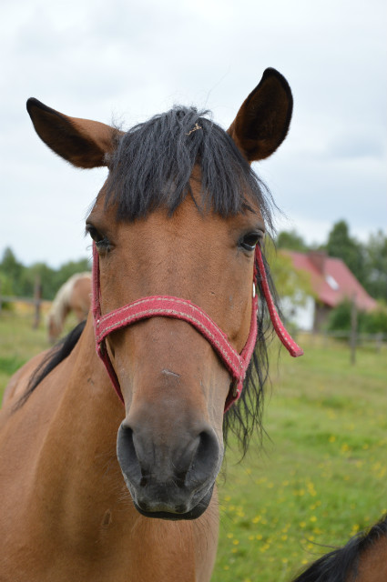 Miit 
