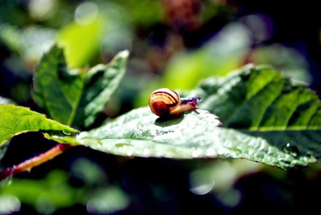 snail.