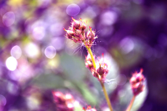 purple.