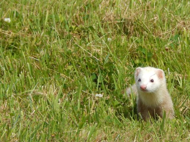 Ferretlovers