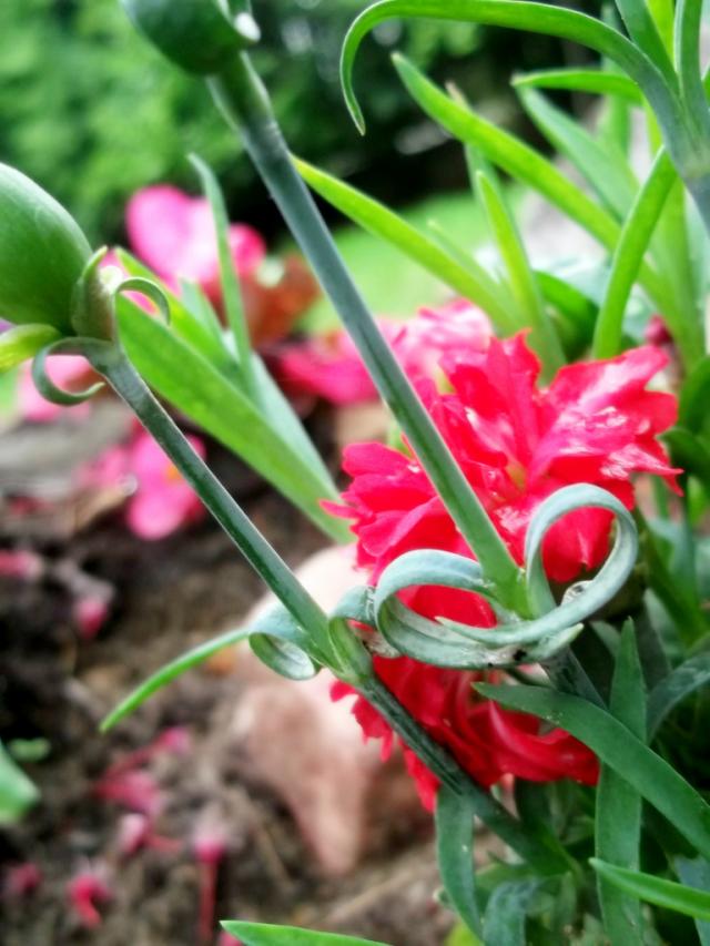 Flower #2