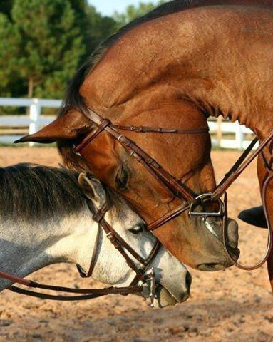 Wpis horseslives