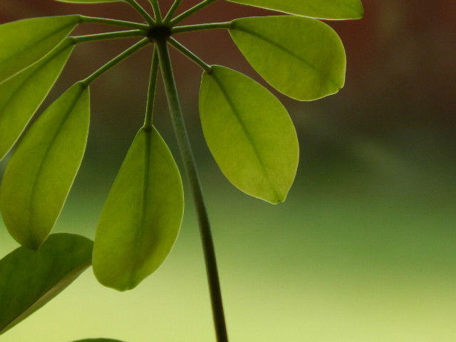 plantshot