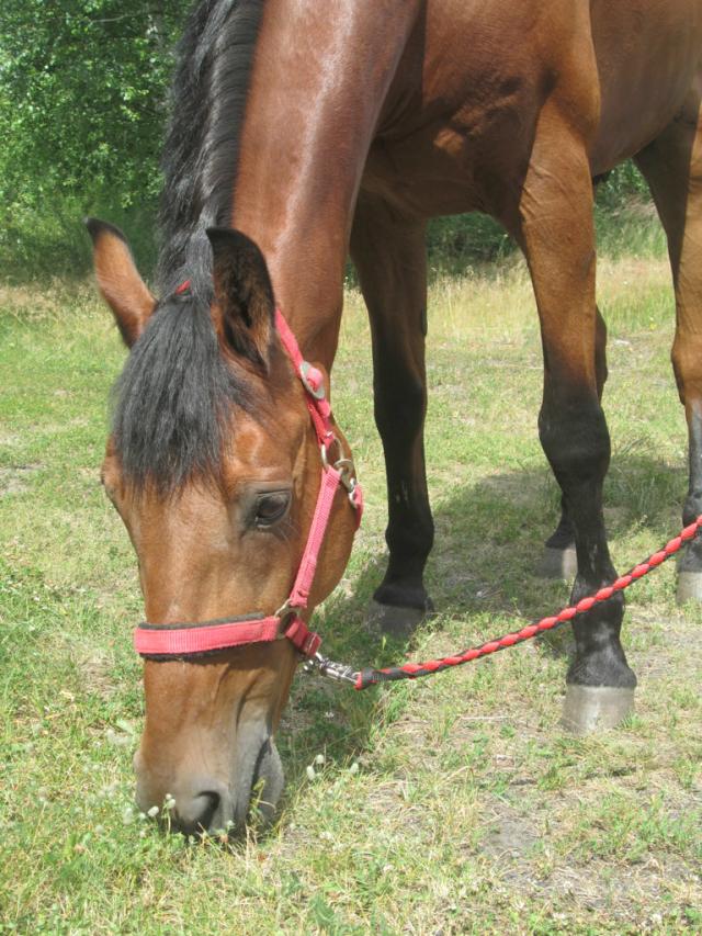 Serek 