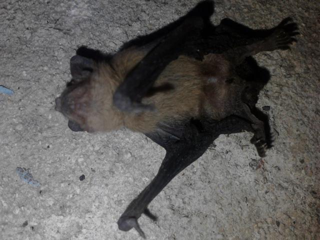 BAT