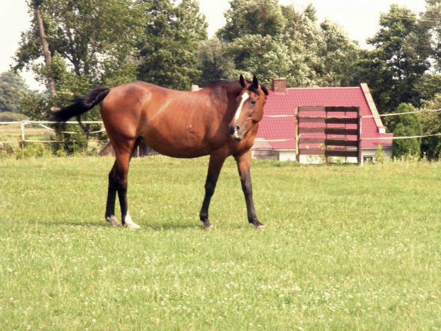 konik :D kochany mj 