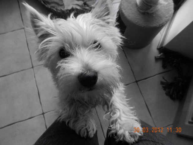 Mj piesek :*