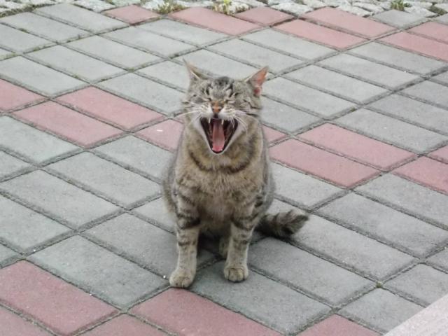 Godna xD