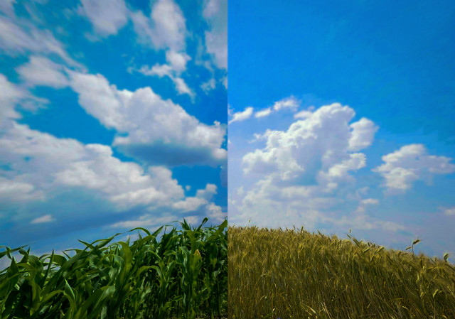 PRODUKTY ANTY GMO