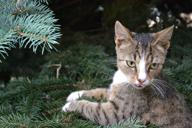 My little cat