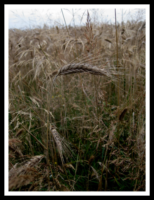 Wpis acyphotography