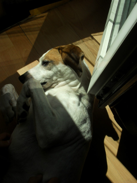 Wpis ilovedogs5