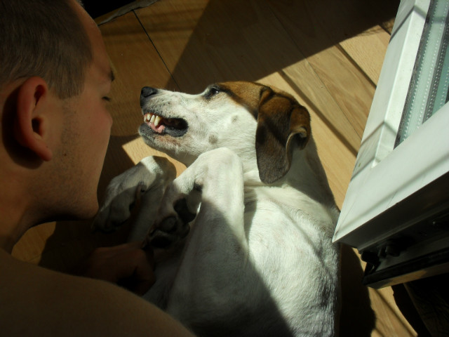 Wpis ilovedogs5