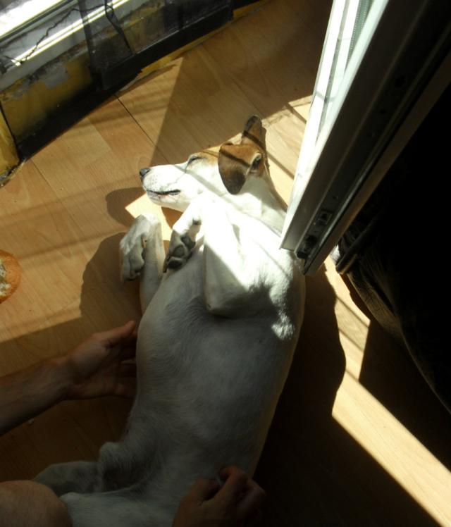 Wpis ilovedogs5