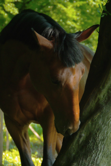 Wpis loveunicorns