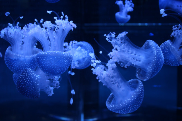 sea life x3