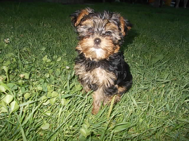 Leo *__*