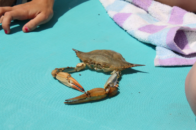krab ;D
