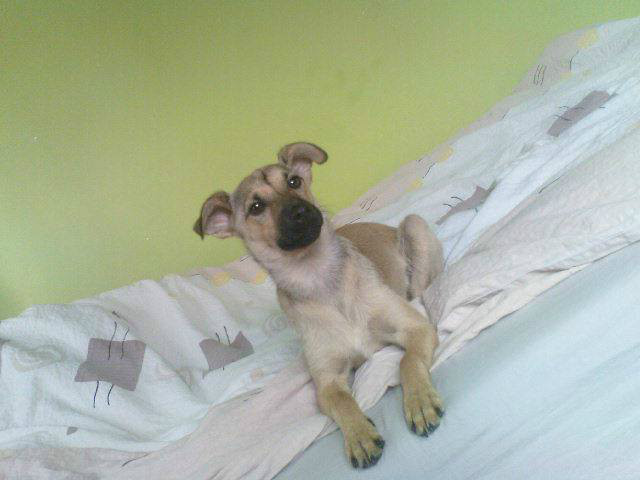 Wento
