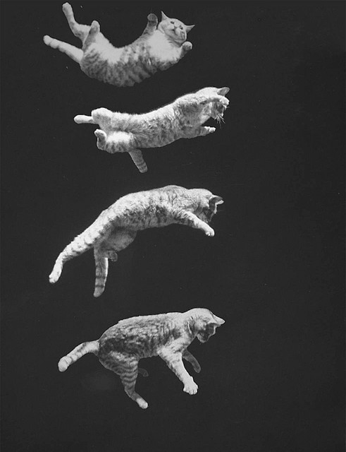 Fly Baby