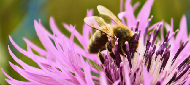 Bee