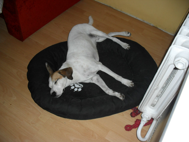 Wpis ilovedogs5