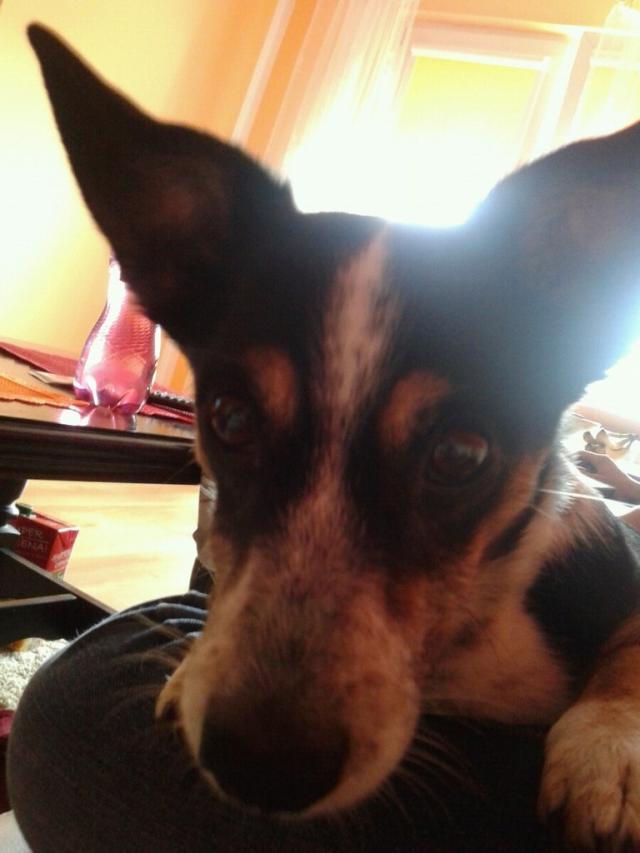 snupi