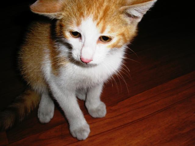 mj kotek :) 
