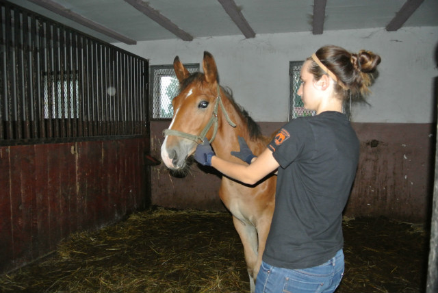 Wedel  :3