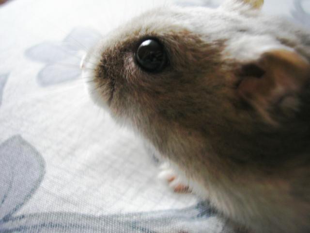 chomik ;) 