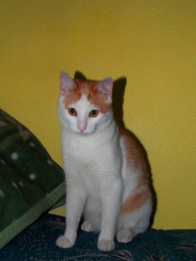 kotek 