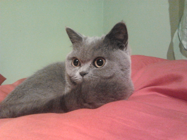 Sonka :D