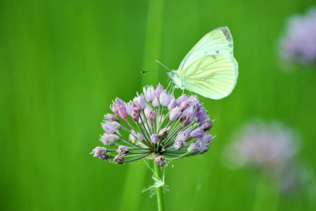 Wpis findmyphoto
