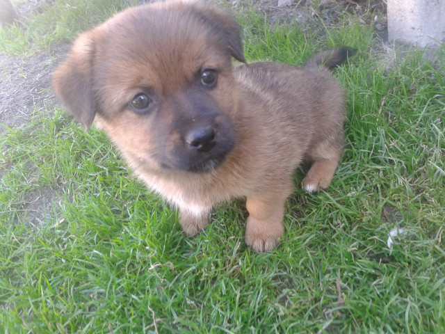 piesek  *.*