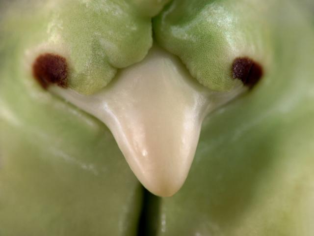 *V*