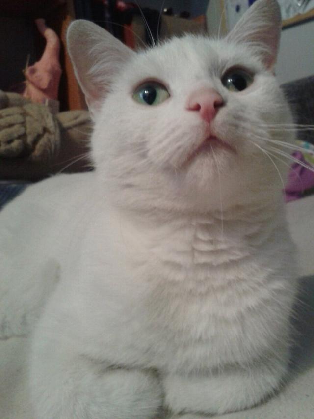 kicia
